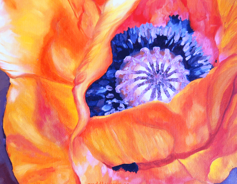 Close-up of an orange poppy opening around a violet centre.