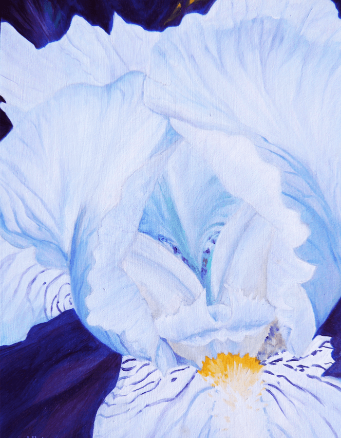Close-up oil painting of a white iris shadowed in pale blue.