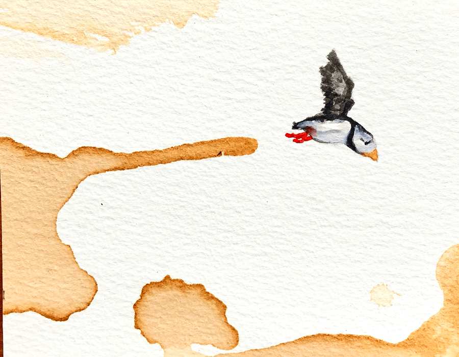 Coffee-wash painting of a puffin in flight across bare paper.